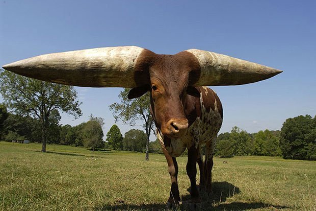 Poncho trở thành chú bò có cặp sừng dài nhất thế giới.