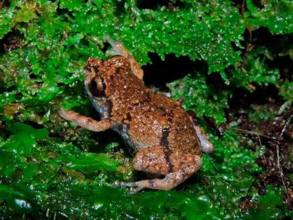 Các cá thể của loài ếch mới phát hiện này có kích cỡ chỉ từ 1-2cm.