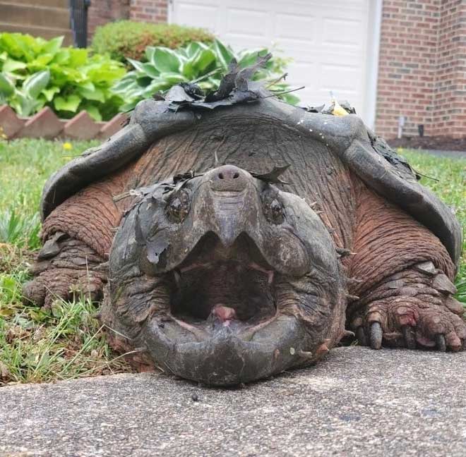 Con rùa cá sấu vừa được tìm thấy được gọi là Lord Fairfax.