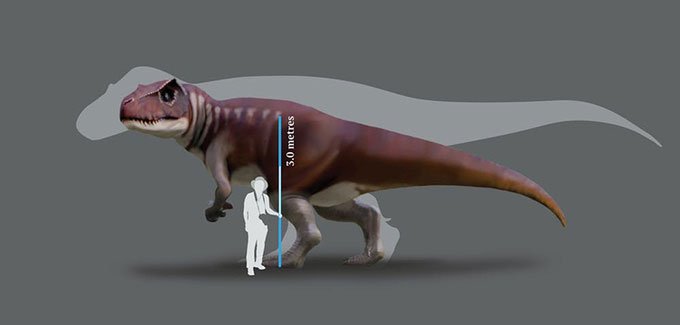 Kích thước loài quái dị long tạo ra dấu chân ở Australia so với T-rex.