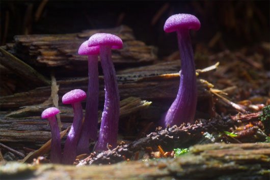 Những loài nấm kỳ lạ nhất thế giới