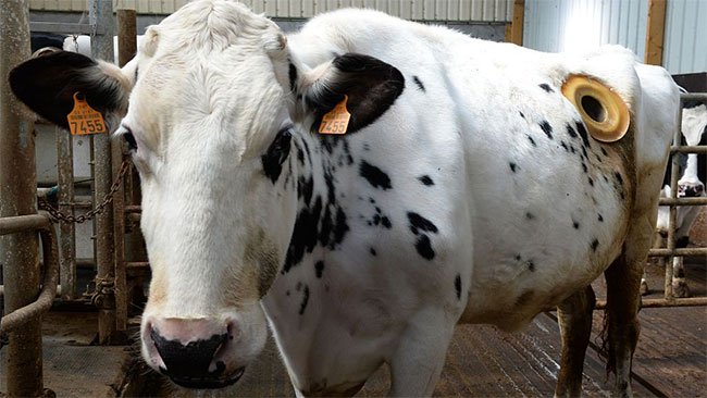 Thực hư về những cái lỗ to được khoét trên bụng con bò sữa đang gây phẫn nộ