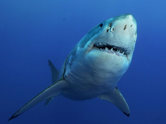 Số lượng cá mập trắng, cá mập hổ và cá mập đầu búa ở vùng biển Úc suy giảm nghiêm trọng.