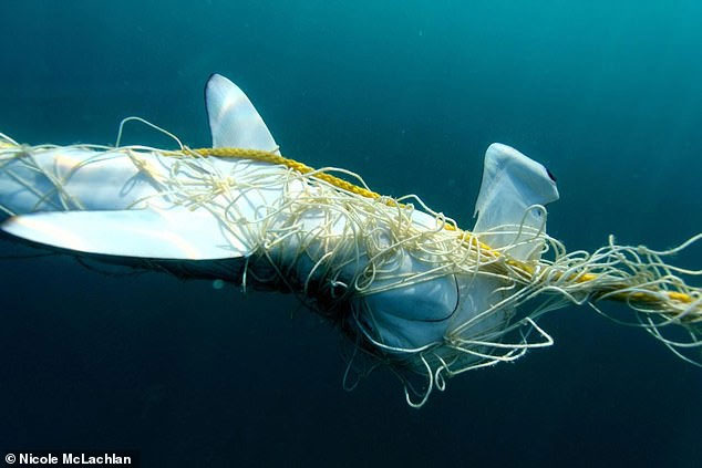 Một con cá mập đầu búa bị lưới quấn quanh người.