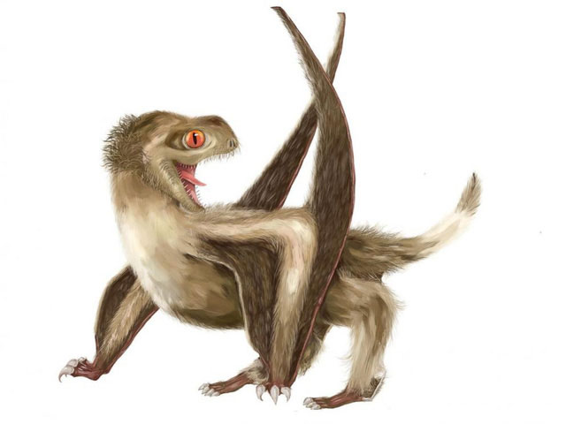 Lông vũ từng được cho là chỉ có ở các loài chim và tổ tiên khủng long của chúng.