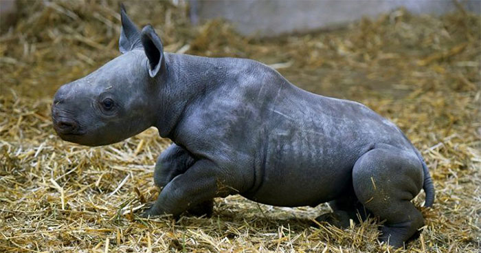 Tê giác đen mới sinh ở sở thú Bassin dArcachon.