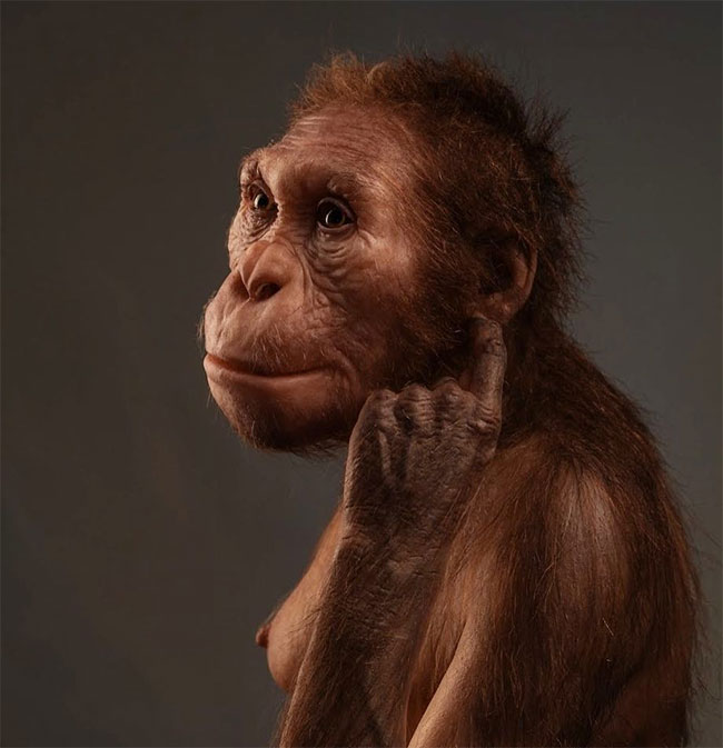  Australopithecus sediba cũng đứng thẳng như chúng ta bây giờ 