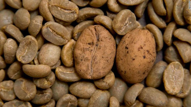 Cà phê arabica có thể bị tuyệt chủng chỉ sau 60 năm tới.