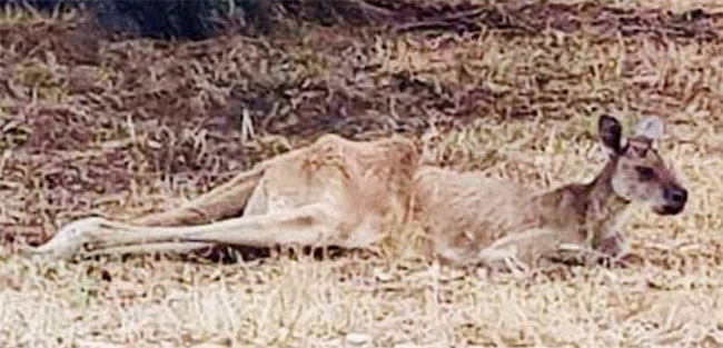 Một con Kangaroo già chết vì nắng nóng.