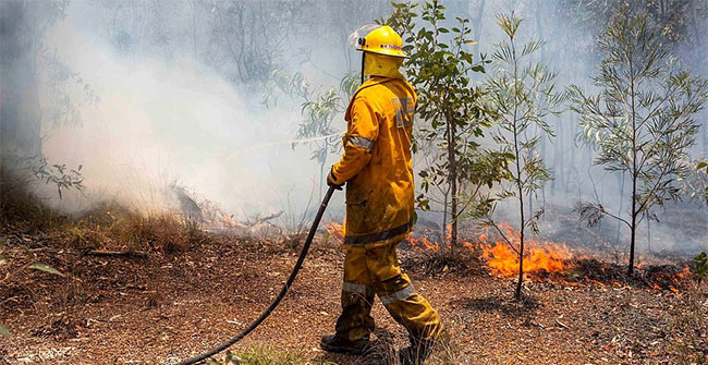 Nắng nóng kỷ lục cũng tạo ra cháy rừng trên diện rộng.
