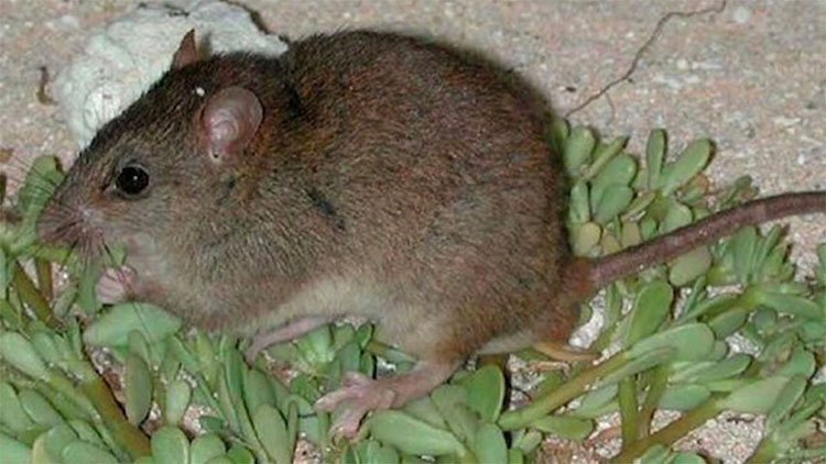 Chuột nâu Úc đã tuyệt chủng vì biến đổi khí hậu