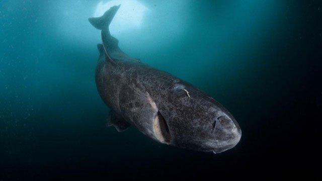 Cá mập Greenland có tuổi thọ trung bình lên tới 200 tuổi.