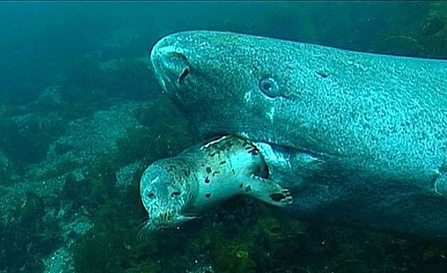 Cá mập Greenland thường phục kích săn hải cẩu.
