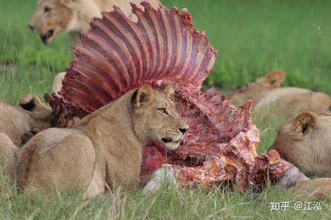 Những kẻ săn mồi như sư tử và linh cẩu sẽ bảo vệ con mồi cùng nhau theo nhóm.