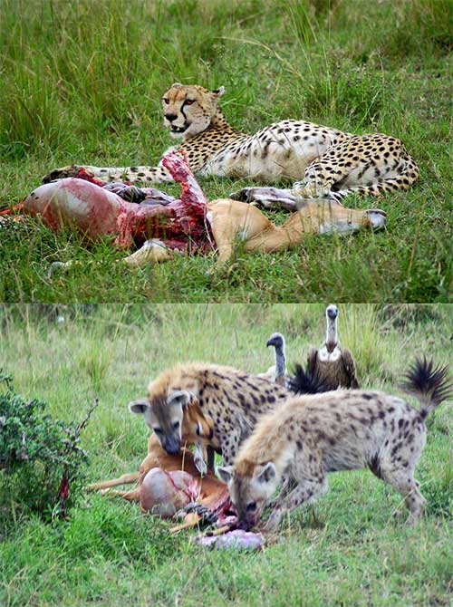 Báo cheetah săn mồi và linh dương đến cướp thức ăn