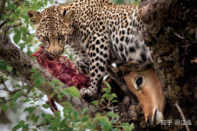 Báo đốm sẽ kéo con mồi của mình lên cây để ăn sau khi săn mồi thành công.