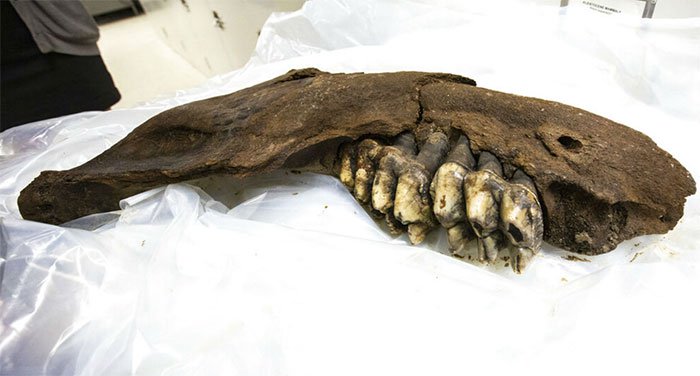 Hóa thạch xương hàm voi răng mấu 34.000 năm tuổi.