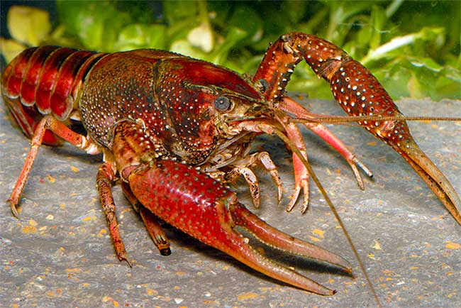 Tôm đầm lầy đỏ (Procambarus clarkii).