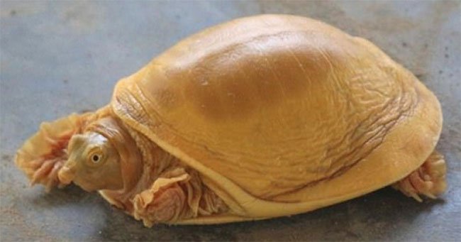 Con rùa có màu vàng cả thân và mai khiến nó trở nên độc đáo