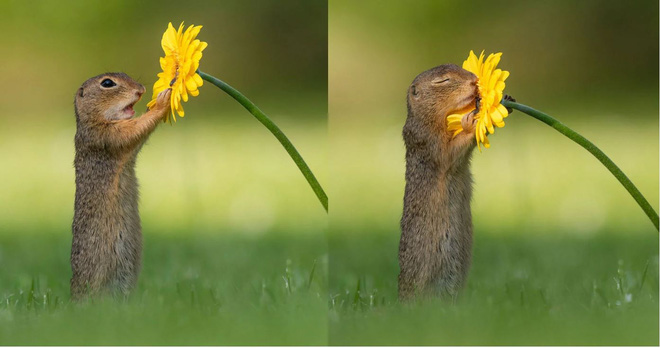 Những hình ảnh về một chú sóc ngửi hoa sẽ đốn tim bạn ngay tức thì - Ảnh 1.