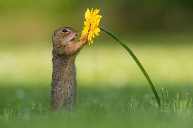 Những hình ảnh về một chú sóc ngửi hoa sẽ đốn tim bạn ngay tức thì - Ảnh 2.