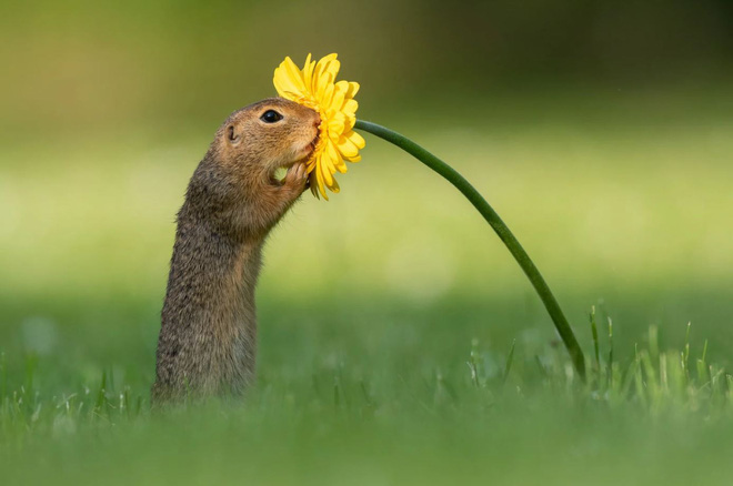 Những hình ảnh về một chú sóc ngửi hoa sẽ đốn tim bạn ngay tức thì - Ảnh 4.