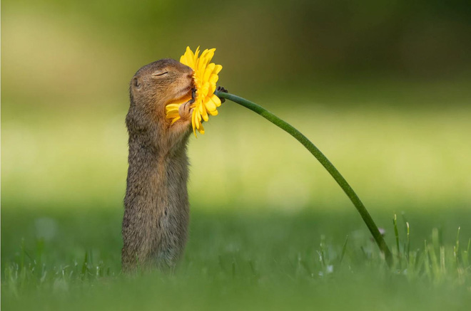 Những hình ảnh về một chú sóc ngửi hoa sẽ đốn tim bạn ngay tức thì - Ảnh 5.