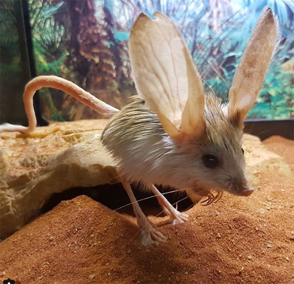 Long-eared jerboa có thể được phân biệt với các loài chuột jerboa khác bởi kích thước tai to lớn của chúng.