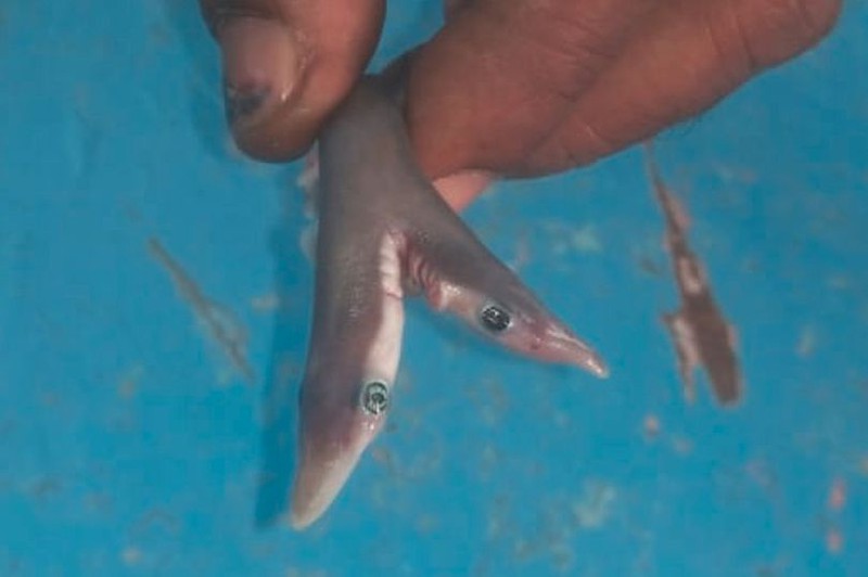 Bắt được cá mập hai đầu siêu hiếm còn sống nguyên