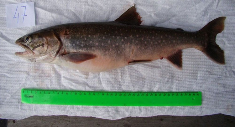 Mức độ axit omega-3 trong cá hồi Boganid đạt tới 33mg/gram.