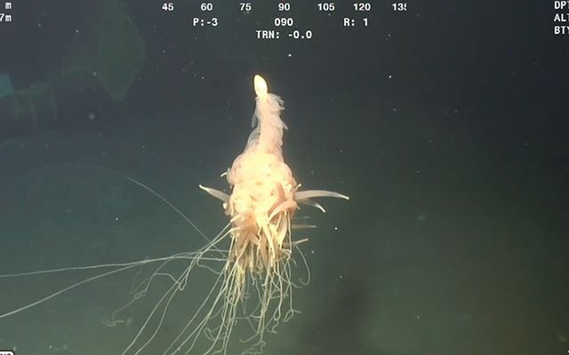 Sinh vật kì lạ dưới độ sâu 1.300m dưới mặt nước biển.
