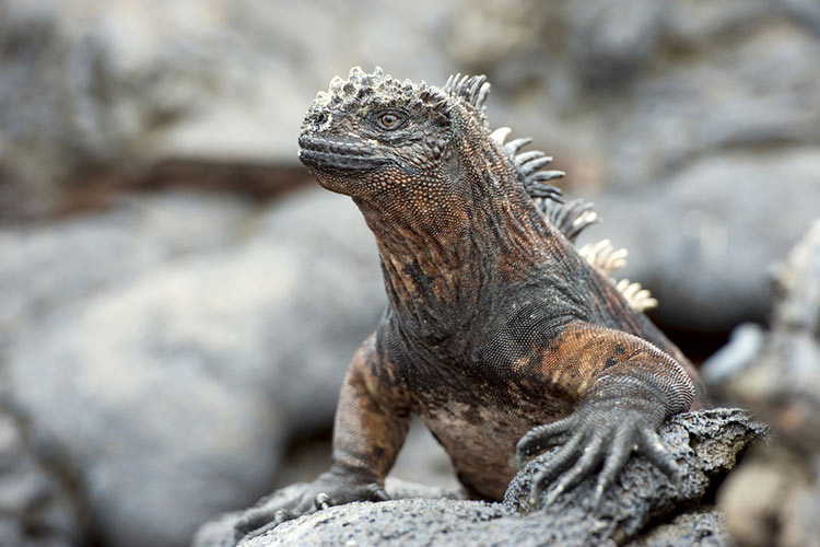 Kỳ nhông biển: Những con thằn lằn có vẻ ngoài giống như Godzilla - Ảnh 1.