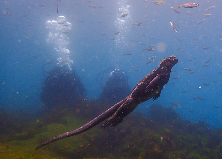 Kỳ nhông biển: Những con thằn lằn có vẻ ngoài giống như Godzilla - Ảnh 2.