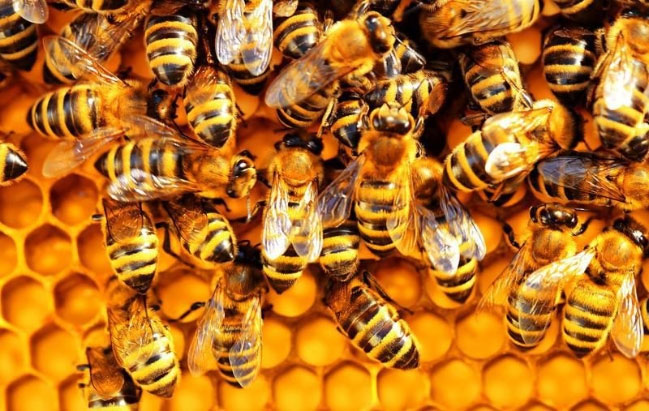 Vắc xin này liên kết với các phân tử thành tế bào vi khuẩn và sau đó kích thích phản ứng miễn dịch của ong.