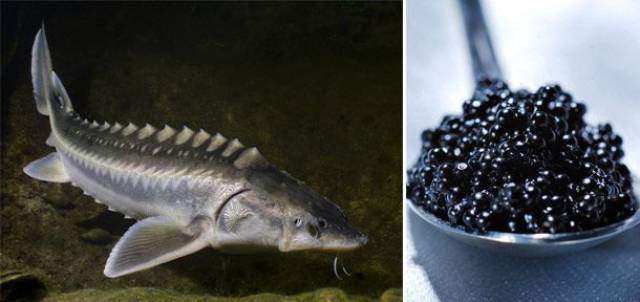Trứng cá tầm Beluga caviar