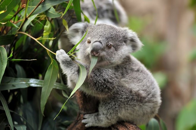Koala là một trong những con vật hiếm hoi không cần uống nước