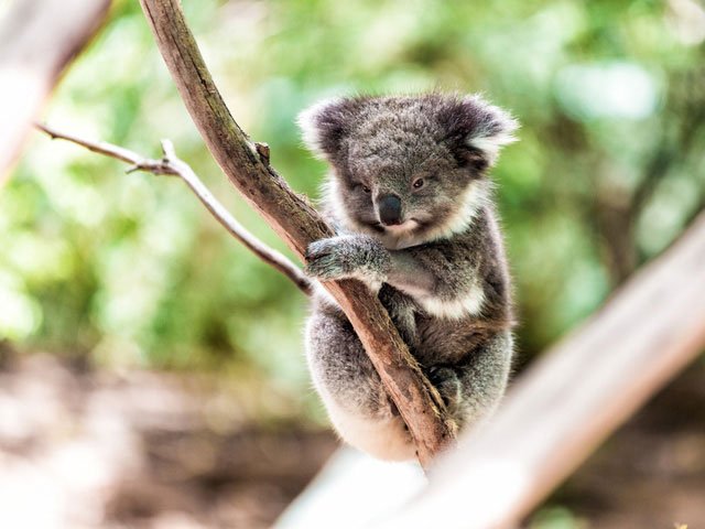 Phần lớn năng lượng của Koala đã phải dùng để… tiêu hóa rồi, tốt nhất là hạn chế vận động.