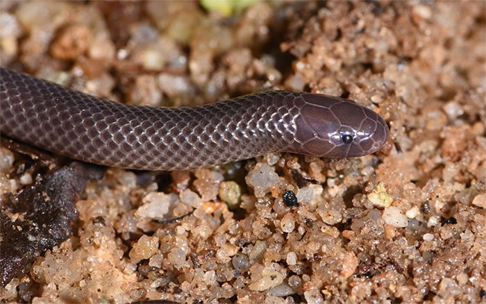 Độc loài rắn có thể mổ mà không cần mở miệng