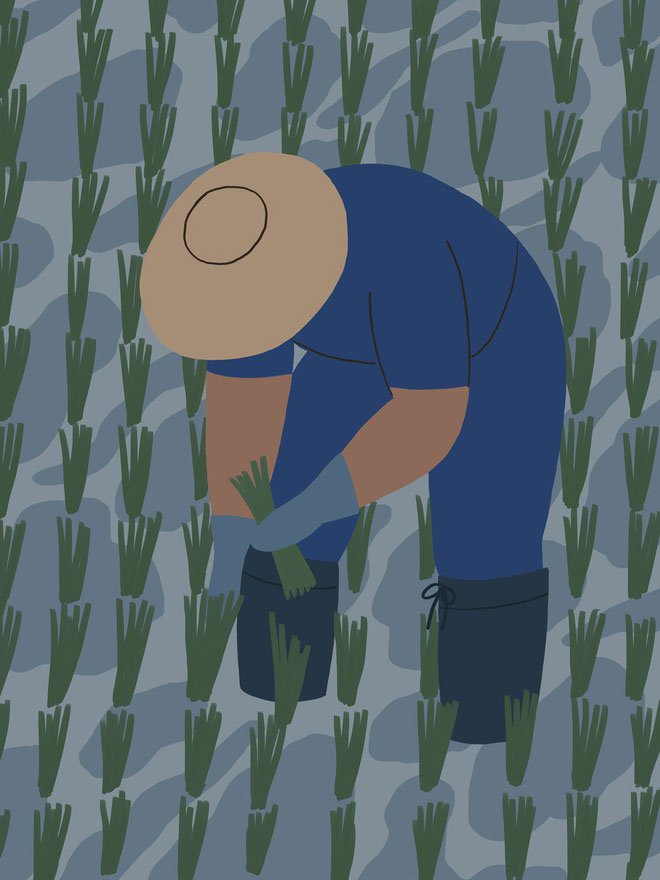 Đi ủng là một cách đơn giản để phòng tránh melioidosis khi lao động nông nghiệp.