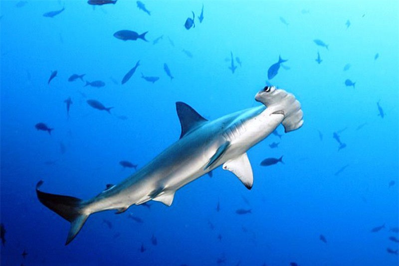 Những sự thật thú vị về loài cá mập