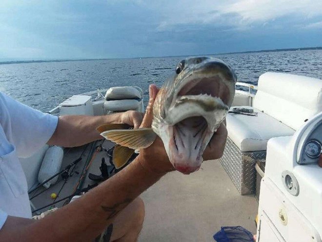 Hình ảnh con cá hai miệng kỳ dị ở hồ Champlain