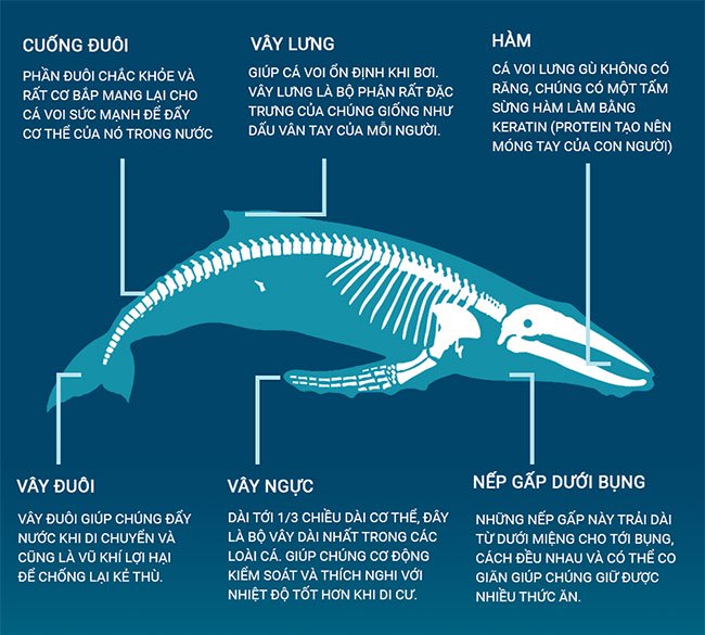 Có phải cá voi lưng gù là bá chủ đại dương?