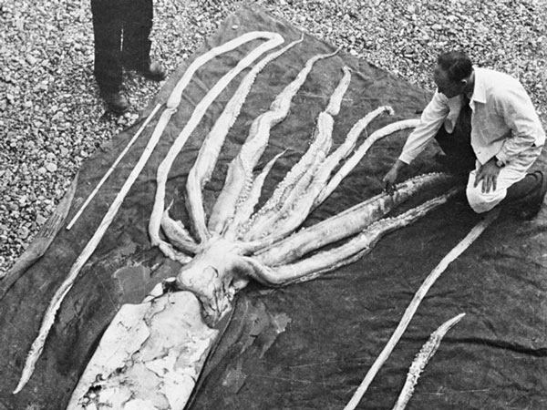 Xác của một con mực khổng lồ được tìm thấy năm 1954 tại Norway