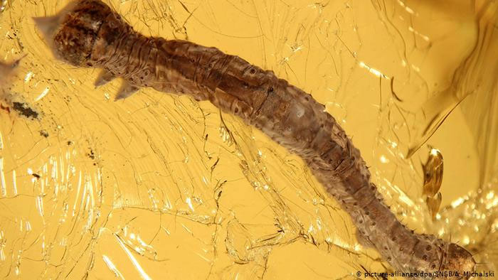 Hổ phách lưu giữ xác sâu bướm 44 triệu năm.