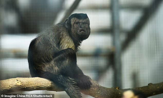 Con khỉ mặt người nổi tiếng ở sở thú Thiên Tân, Trung Quốc đã độc thân suốt 19 năm