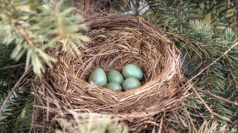 Tại sao một số loài chim lại đẻ trứng có màu xanh? - Ảnh 1.