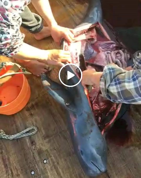 Hà Tĩnh: Truy tìm nhóm người giết cá heo còn livestream lên MXH gây phẫn nộ