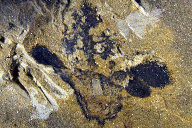 Mẫu hoa hóa thạch 174 triệu năm tuổi.