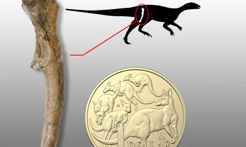 Lần đầu phát hiện hóa thạch khủng long con ở Nam bán cầu