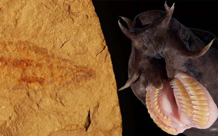 Hoá thạch của loài cá mù cổ đại mới được phát hiện.
